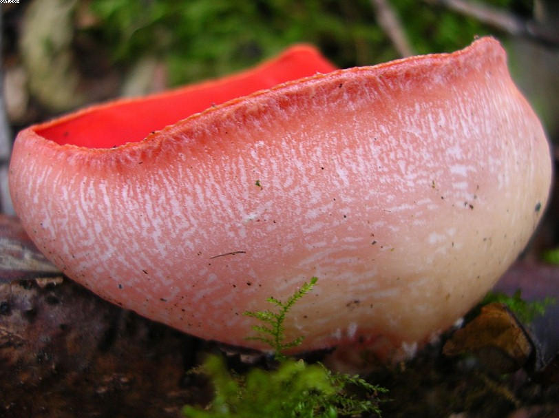 Sarcoscypha jurana       (Boud.)      Baral